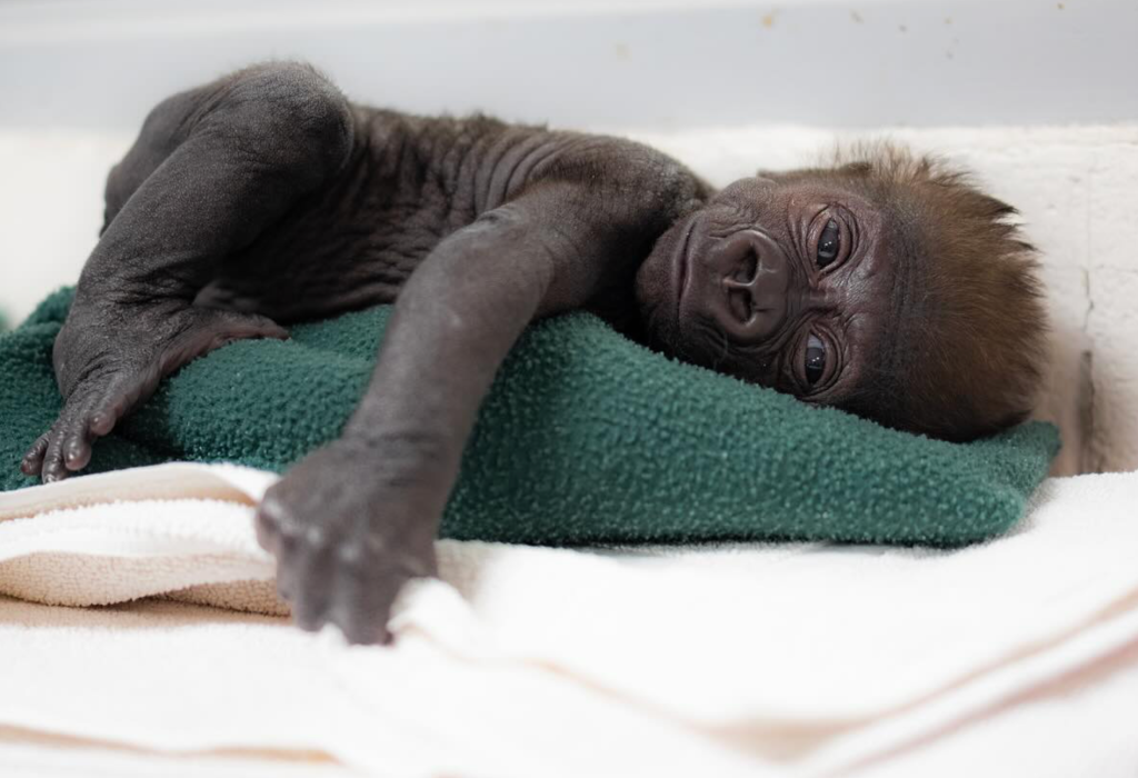 Baby Gorilla resting at the Fort Worth Zoo. 